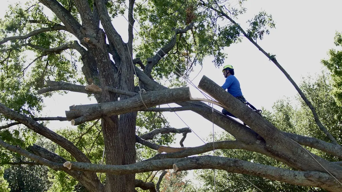 Professional Crown Thinning performed by certified arborists in Stilwell